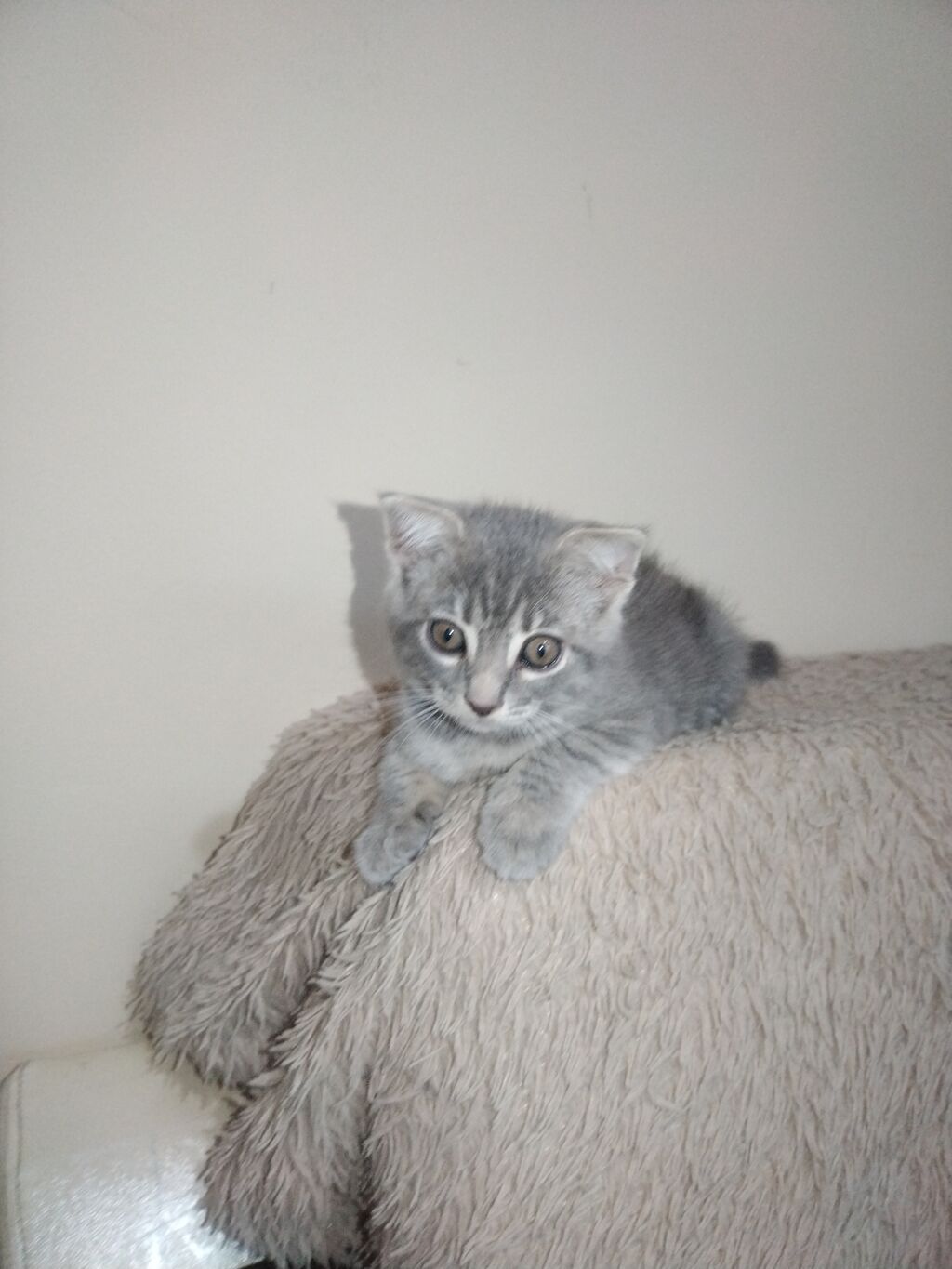 Tabbi, Yaxşı əllərə — Pişiklər, Digah (4)