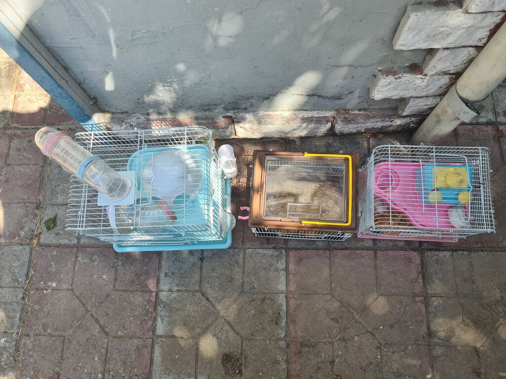 Qefesler satilir Qehveyi-20azn Cehrayi-20azn Yasil-30azn Goy-40azn — Qəfəslər, Bakı (3)