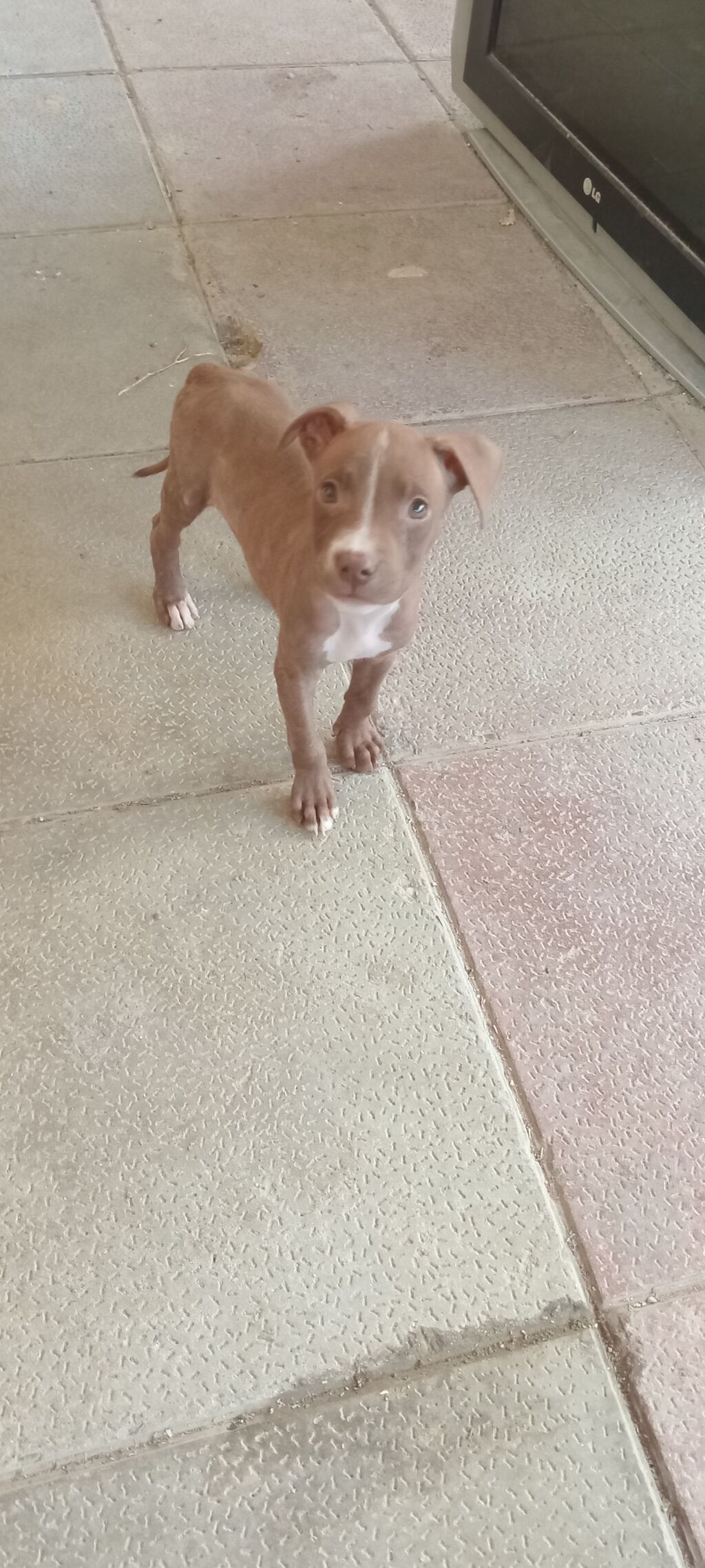 Pitbul — Heyvanlar, Mehdiabad