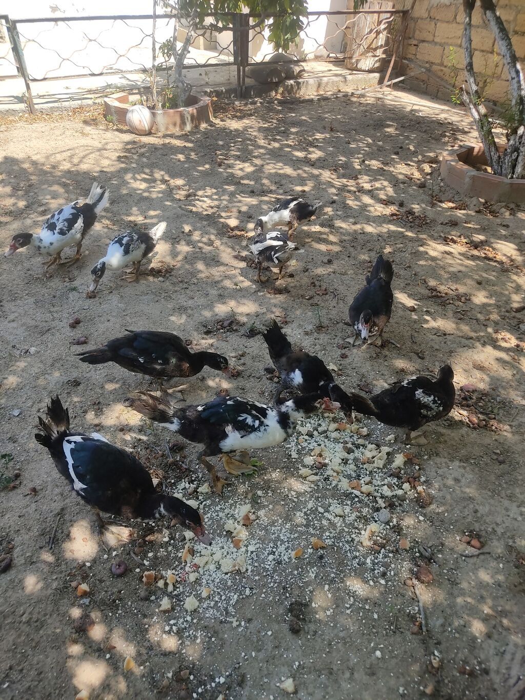Tam sagllam Lal ordekler. 10 ededi. qiymet. hamsina. aiddi tek tek — Heyvanlar, Digah (6)