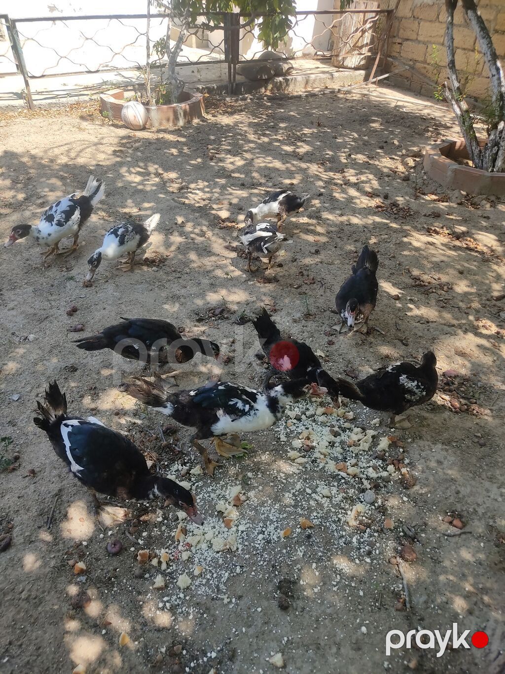Tam sagllam Lal ordekler. 10 ededi. qiymet. hamsina. aiddi tek tek — Heyvanlar, Digah (6)