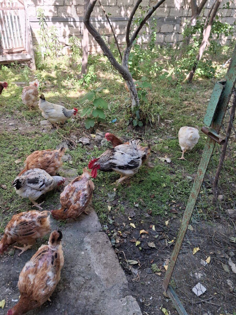 Xoruz və toyuqlar — Quşlar, Bakı (4)