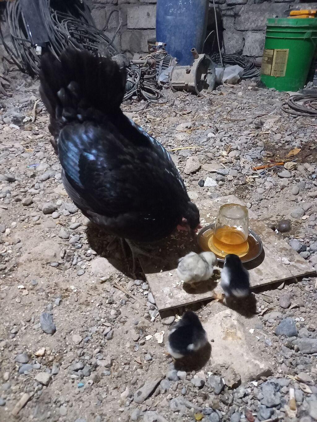 Toyuq, Australorp, Damazlıq, Ünvandan götürmə — Heyvanlar, Bakı (5)