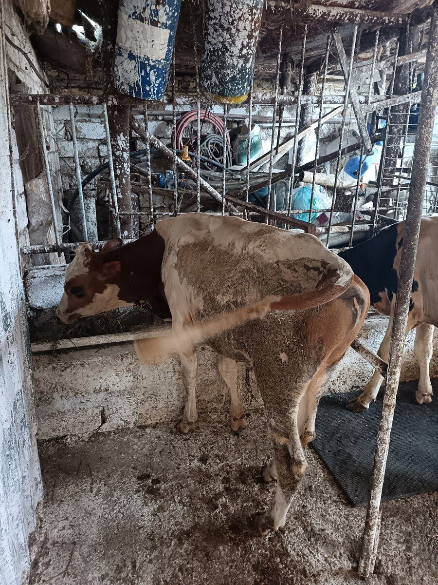Dana — Heyvanlar, Bakı (3)