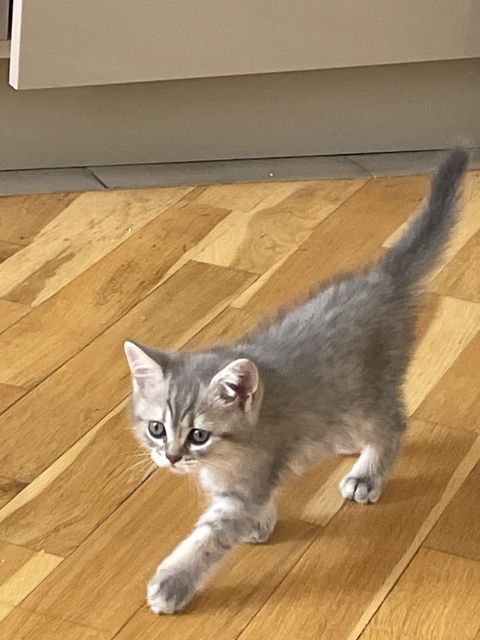 Şotland pişik balası — Bakı