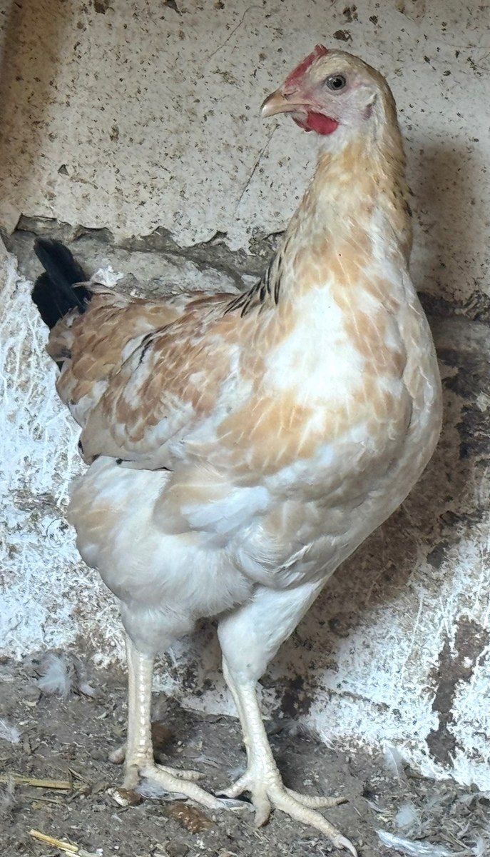 Kənd çolpası, xoruzu, toyuğu — Quşlar, Bakı (3)