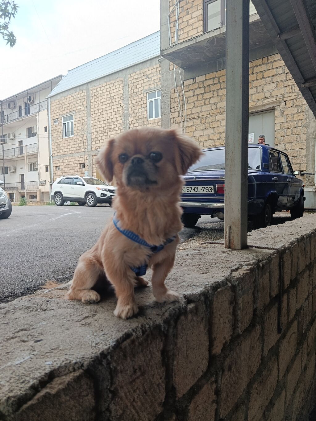 Pekines, 1 il, Erkək, Ünvandan götürmə — Heyvanlar, Gəncə (7)