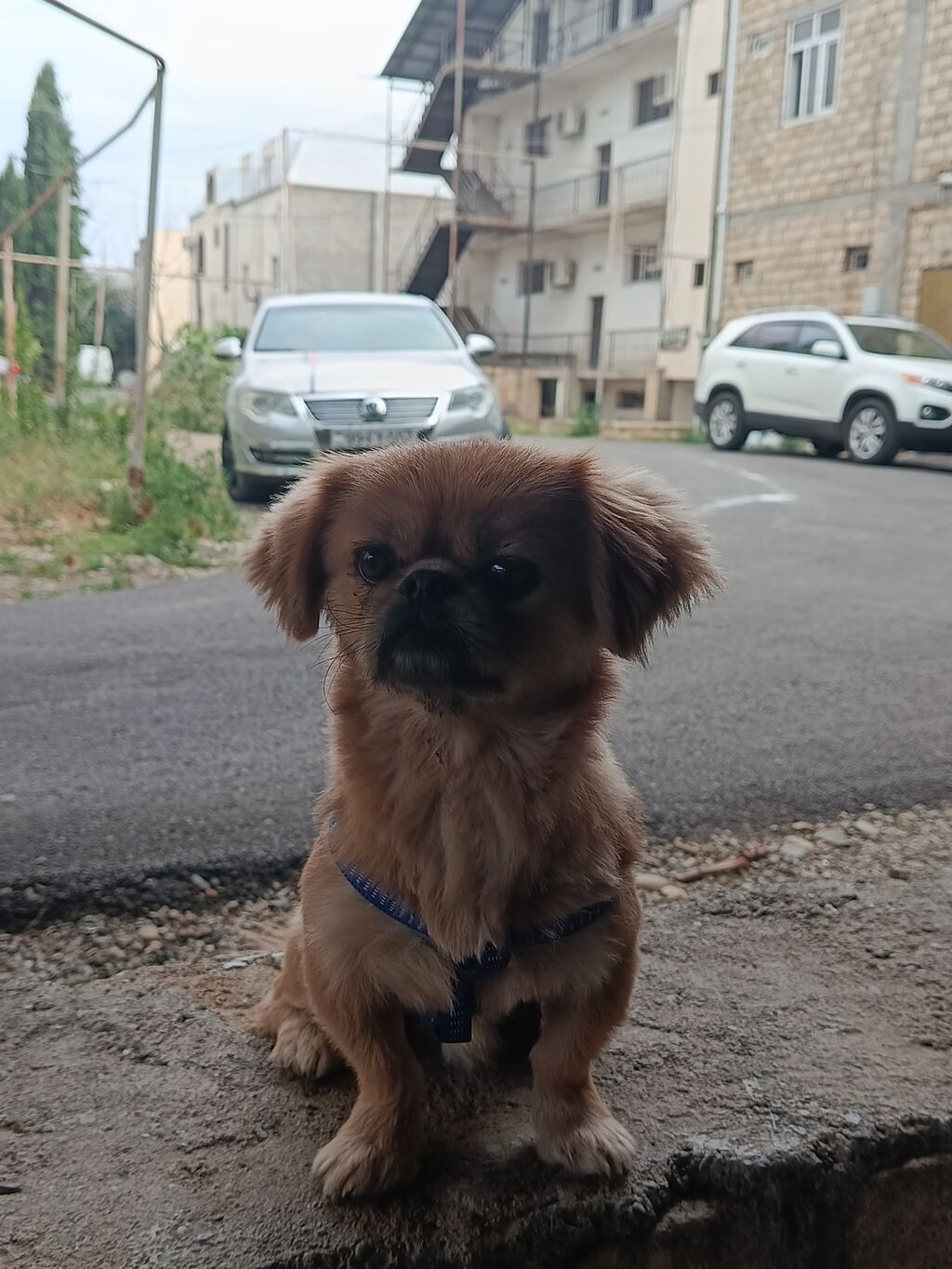 Pekines, 1 il, Erkək, Ünvandan götürmə — Heyvanlar, Gəncə (9)