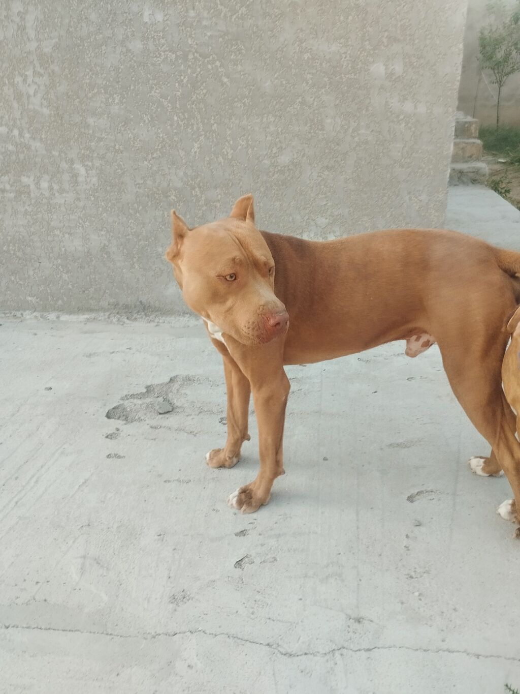 Pitbul, 2 ay, Dişi — Heyvanlar, Digah (5)