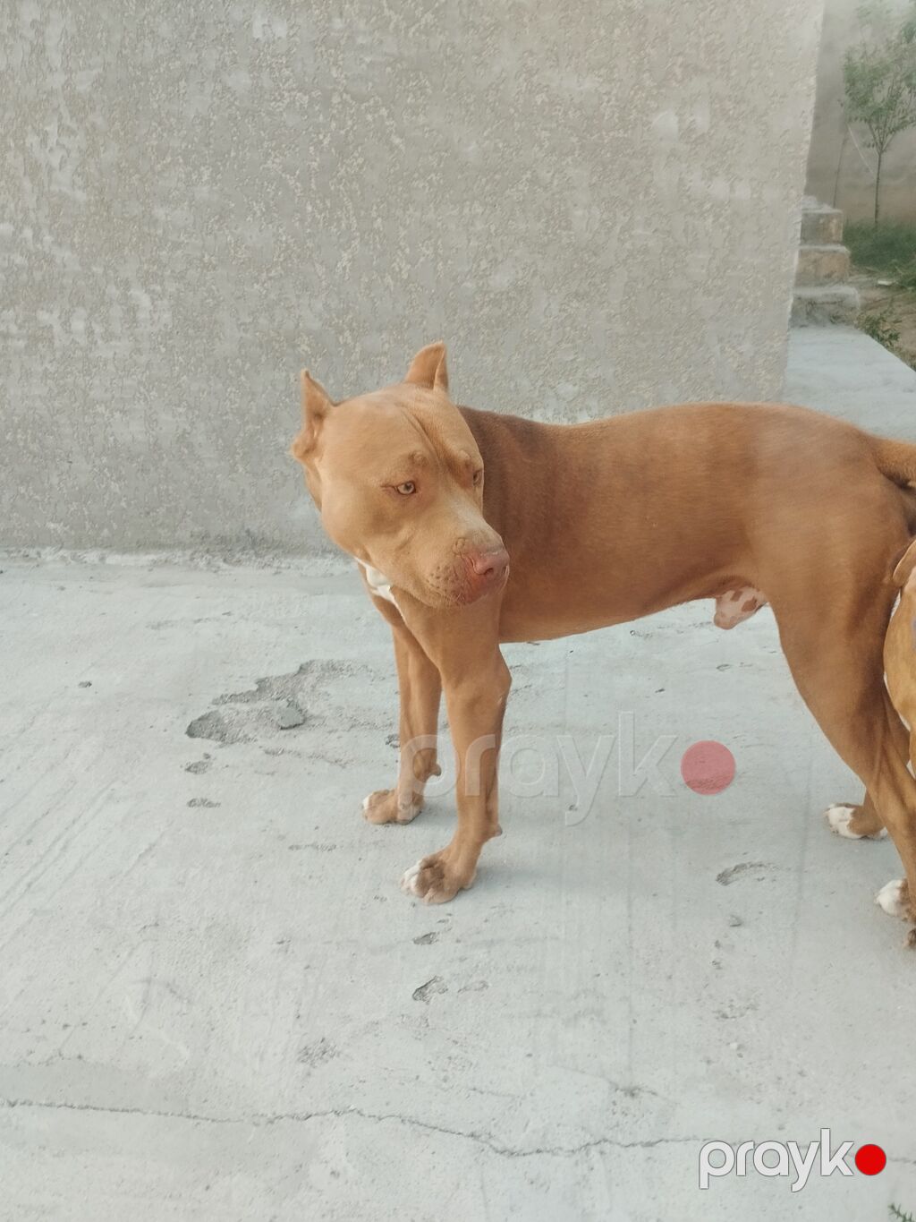 Pitbul, 2 ay, Dişi — Heyvanlar, Digah (5)
