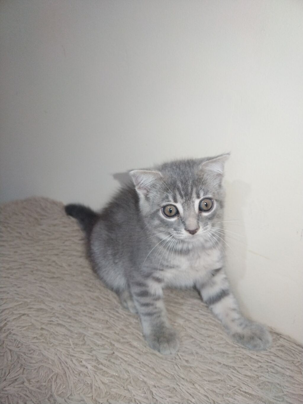 Tabbi, Yaxşı əllərə — Pişiklər, Digah (2)