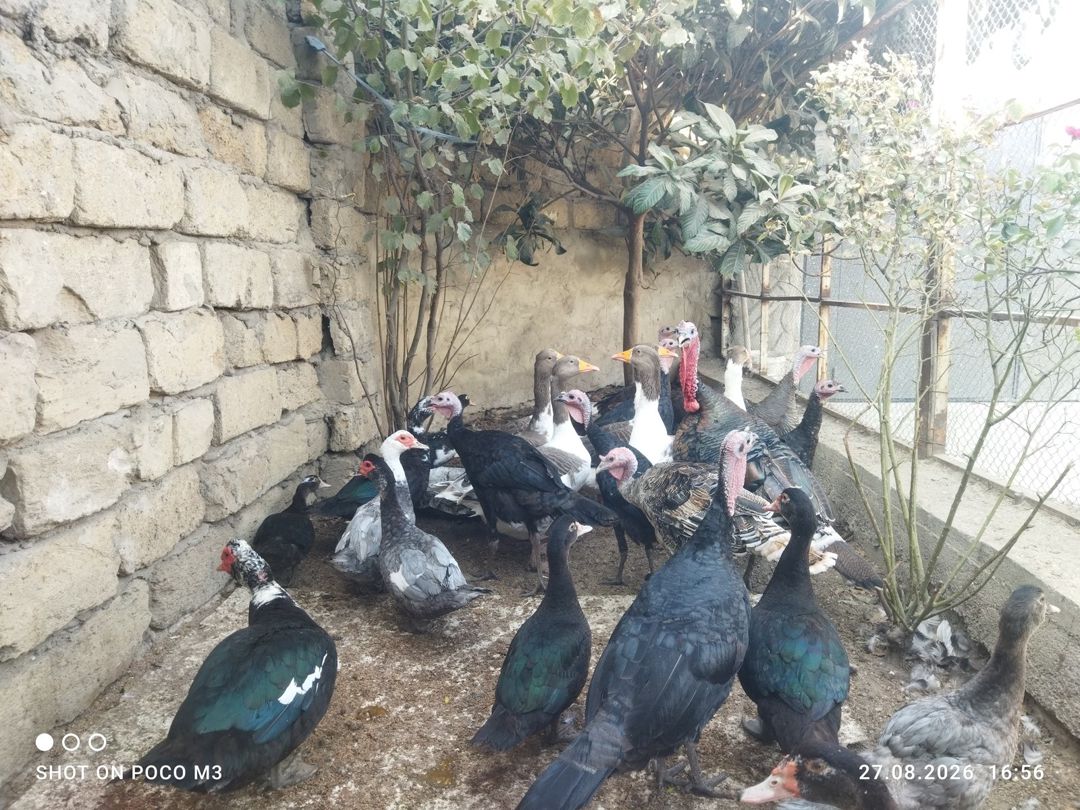 Hindquşları — Quşlar, Bakı