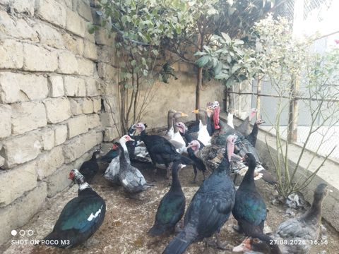 Hindquşları — Bakı