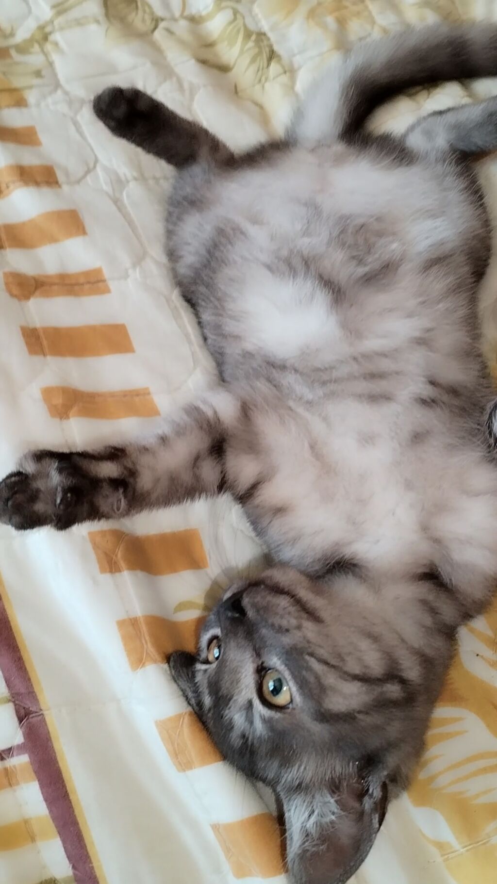 Tabbi, Yaxşı əllərə, Ödənişli çatdırılma — Pişiklər, Mehdiabad (2)