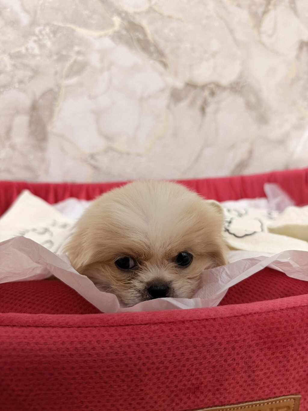 Pekines, 1 ay, Erkək — Heyvanlar, Qobu (4)