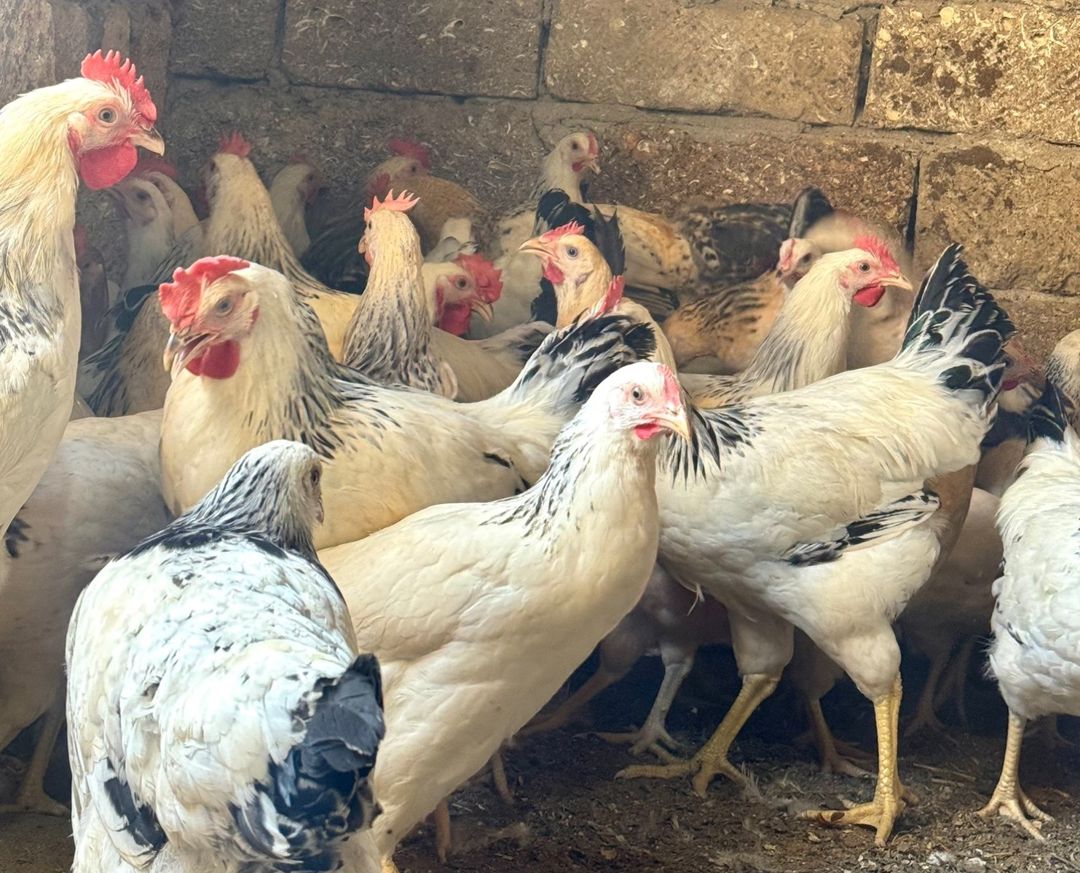 Kənd çolpası, xoruzu, toyuğu — Quşlar, Bakı (12)