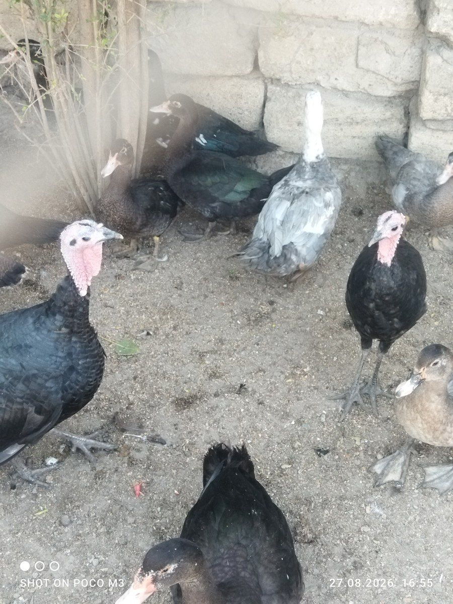 Hindquşları — Quşlar, Bakı (5)
