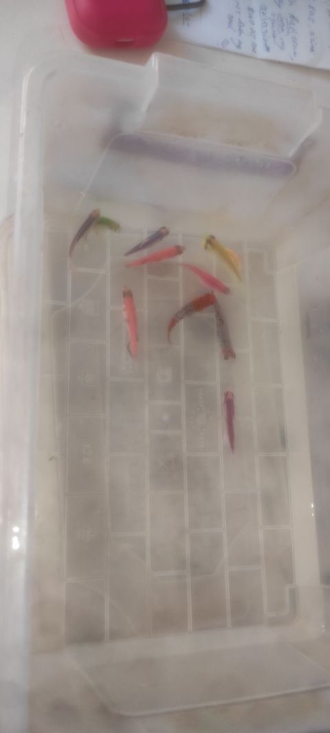 Glofish, Sülhsevər — Bakı