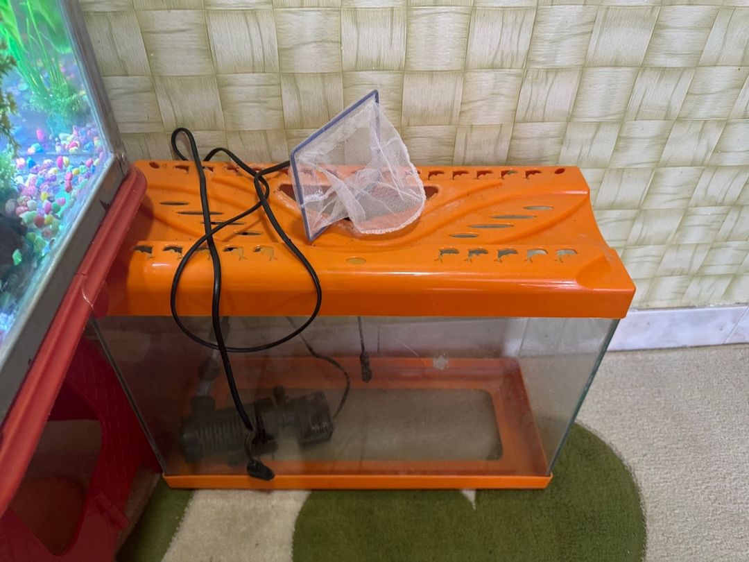Akvarium — Akvariumlar və balıqlar, Bakı (2)