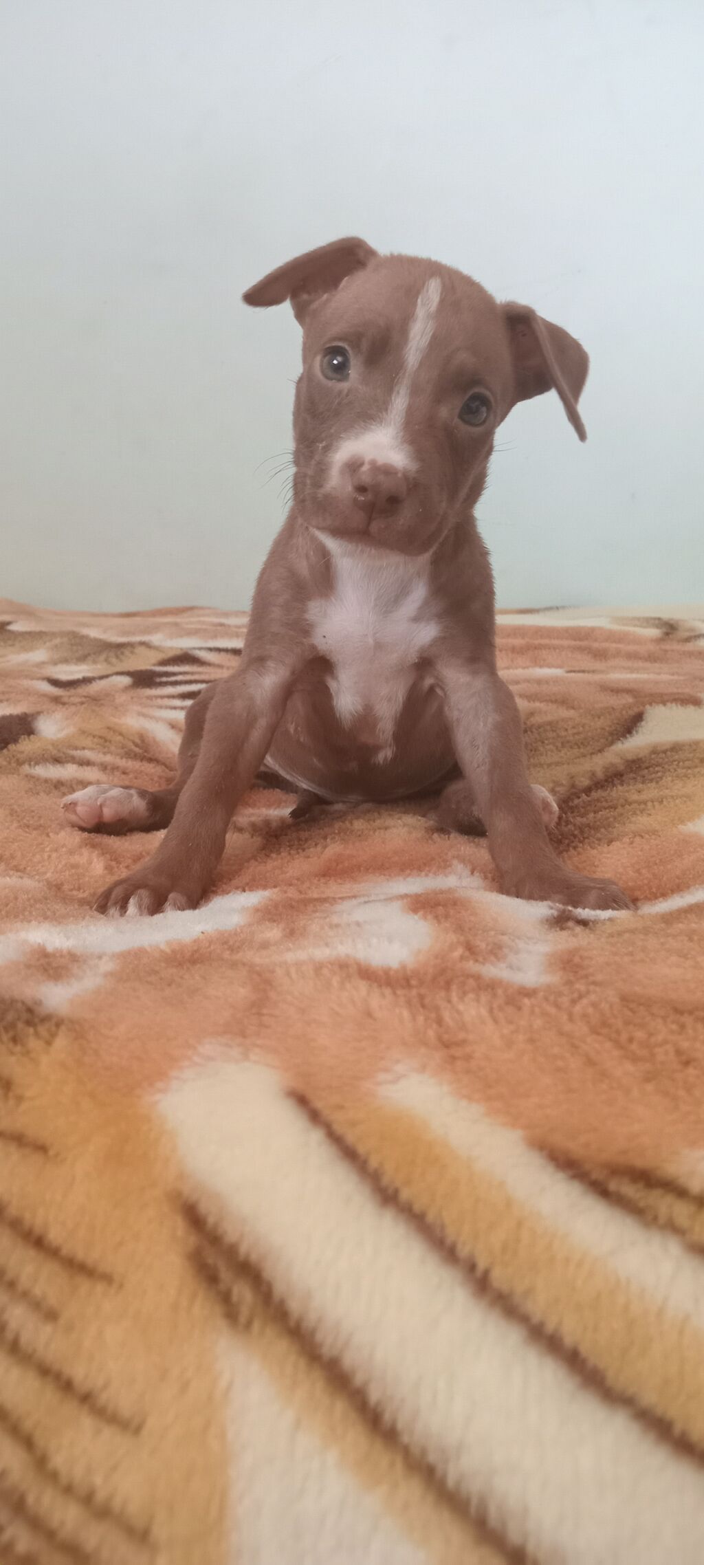 Pitbul — Heyvanlar, Mehdiabad (3)