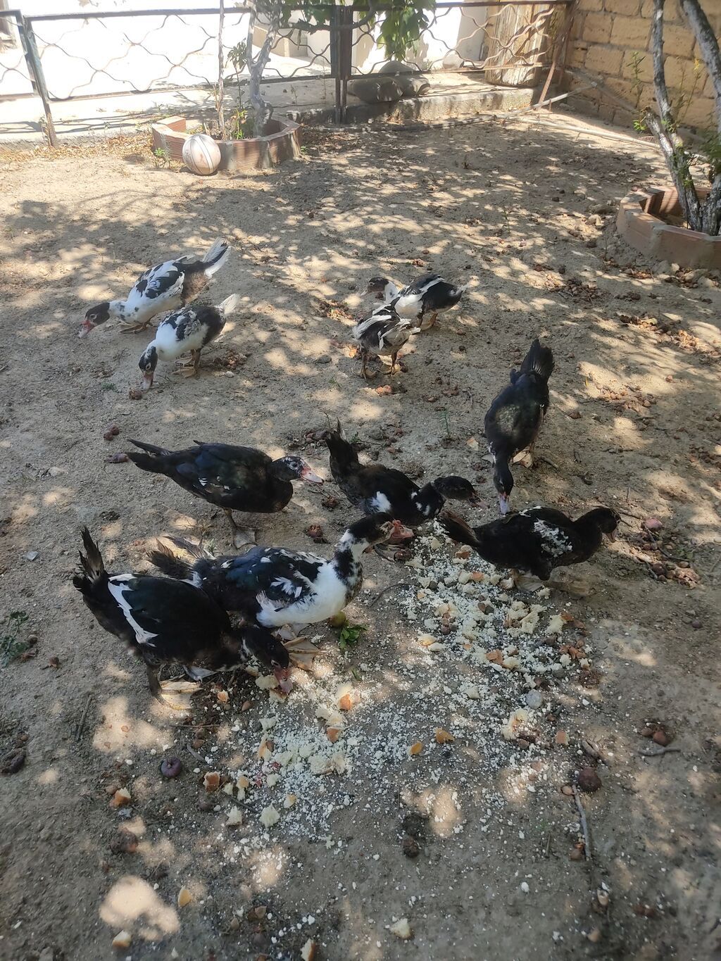 Tam sagllam Lal ordekler. 10 ededi. qiymet. hamsina. aiddi tek tek — Heyvanlar, Digah (4)