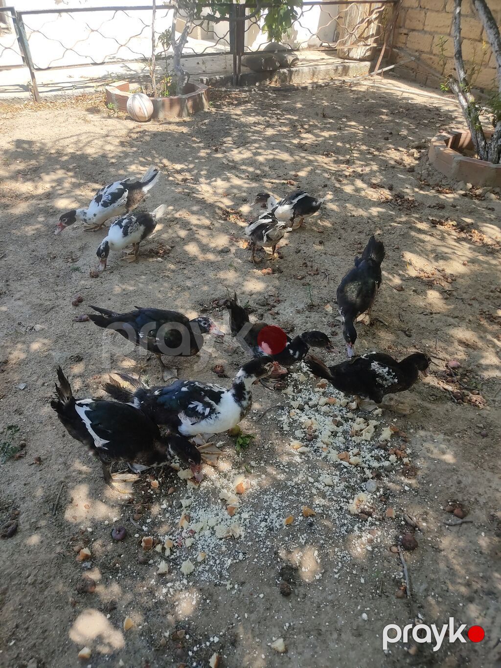 Tam sagllam Lal ordekler. 10 ededi. qiymet. hamsina. aiddi tek tek — Heyvanlar, Digah (4)