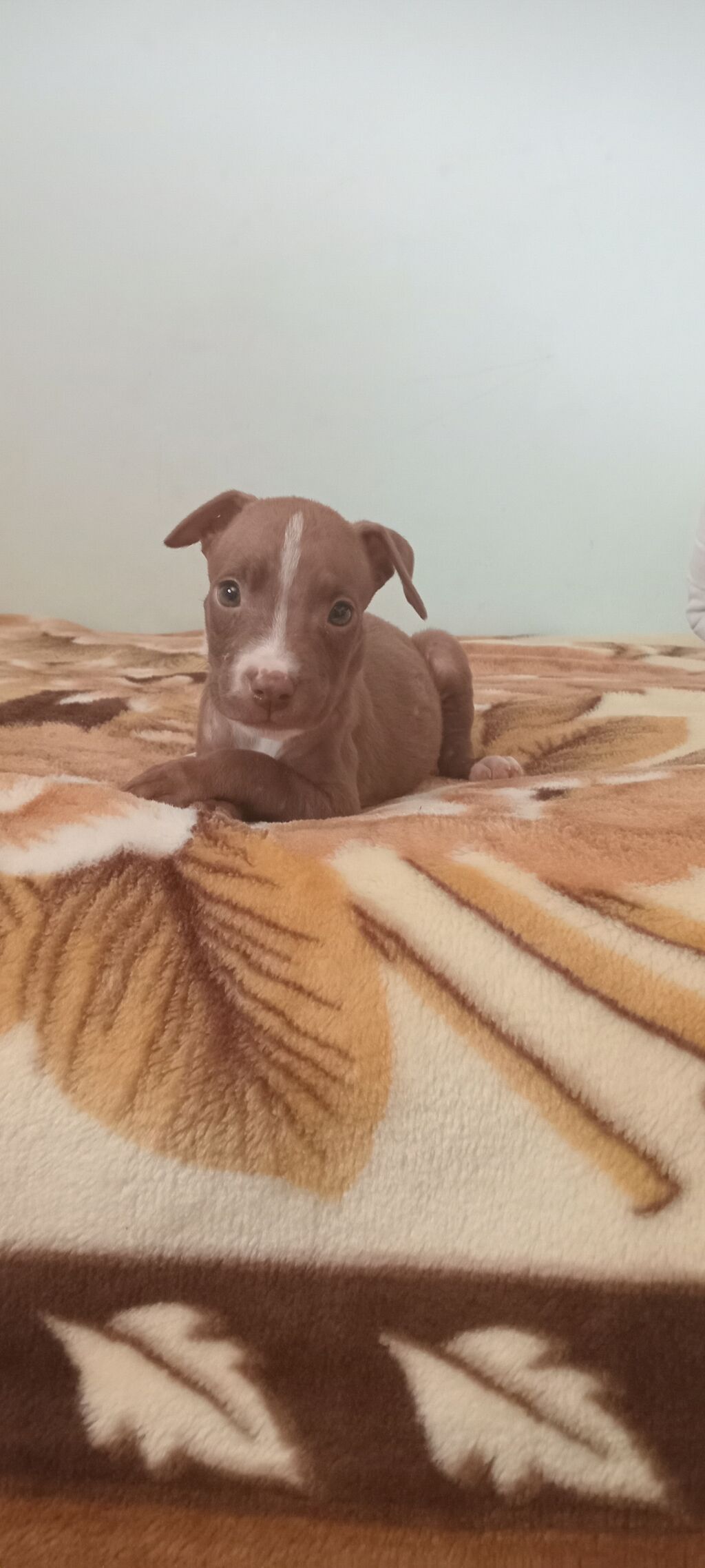 Pitbul — Heyvanlar, Mehdiabad (2)