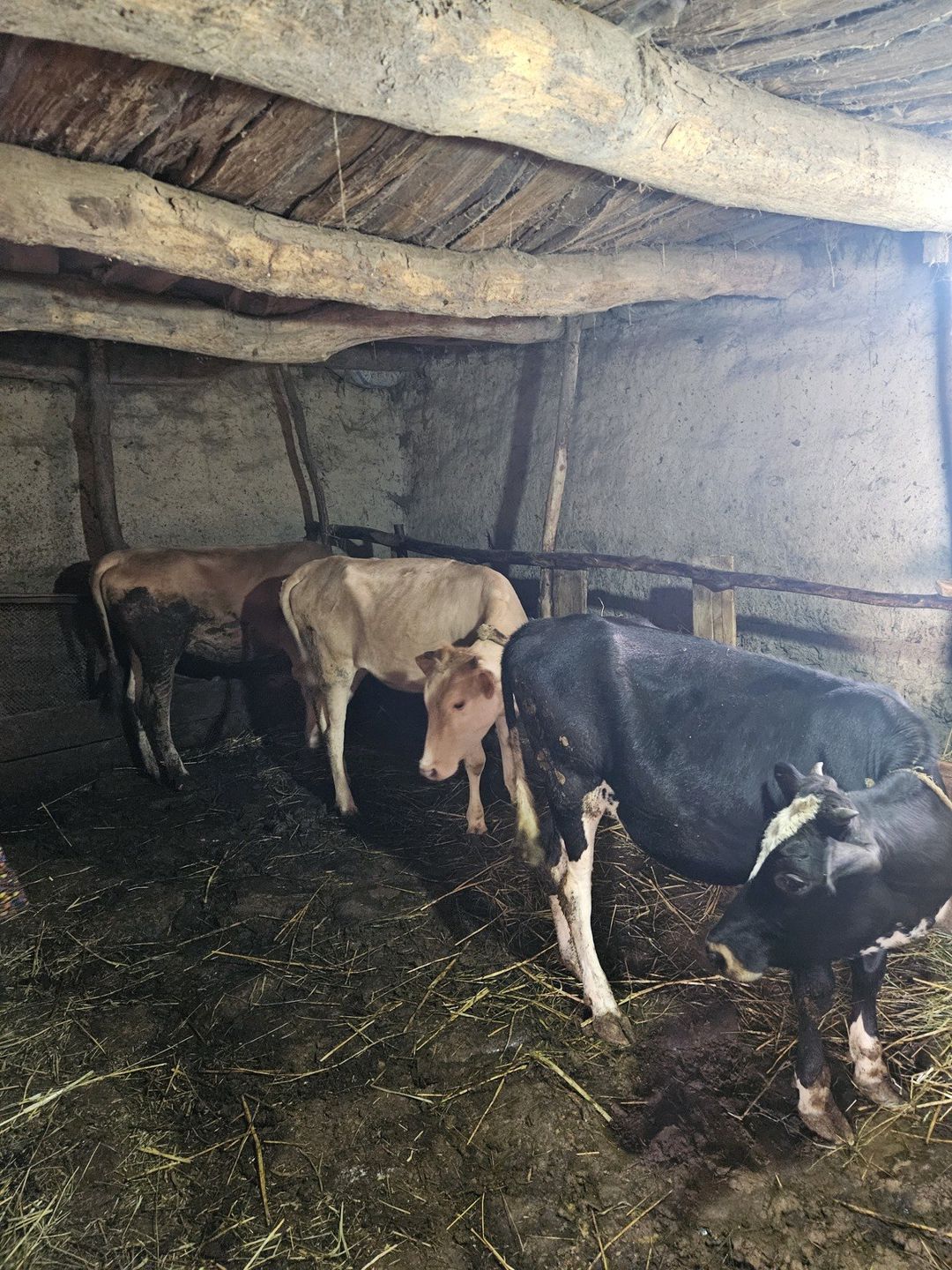 İnəklər — Heyvanlar, Qusar (2)