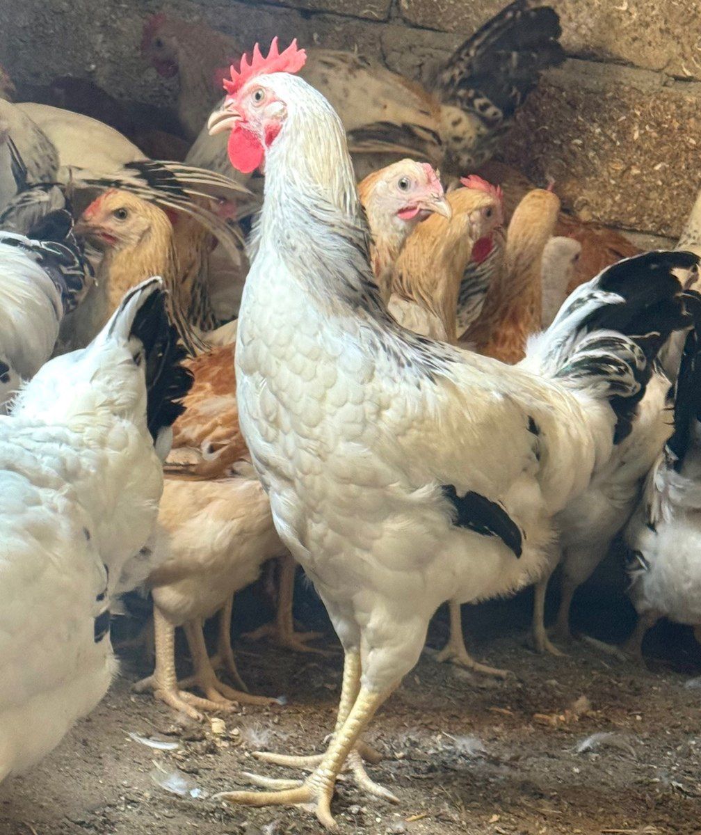 Kənd çolpası, xoruzu, toyuğu — Quşlar, Bakı (7)