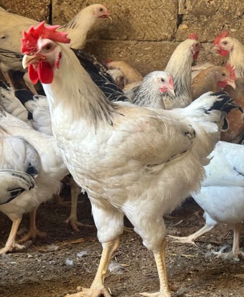 Kənd çolpası, xoruzu, toyuğu — Bakı