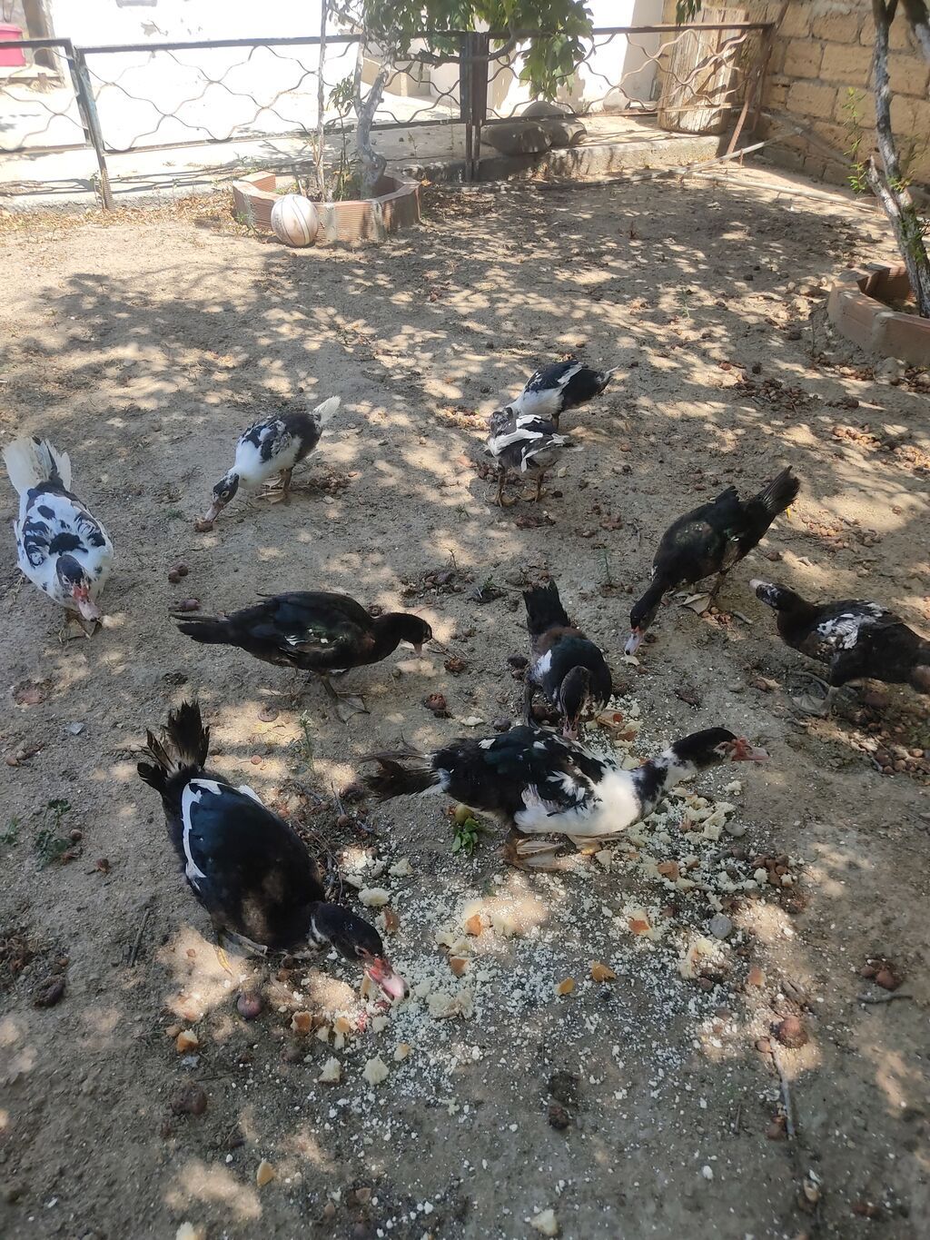 Tam sagllam Lal ordekler. 10 ededi. qiymet. hamsina. aiddi tek tek — Heyvanlar, Digah (7)