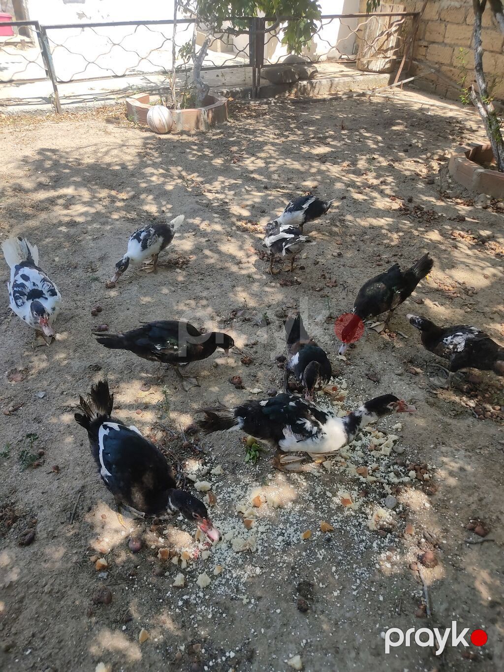 Tam sagllam Lal ordekler. 10 ededi. qiymet. hamsina. aiddi tek tek — Heyvanlar, Digah (7)