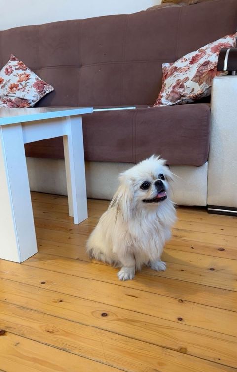 Pekines, 9 ay, Dişi, Peyvəndli, Ödənişli çatdırılma — Bakı
