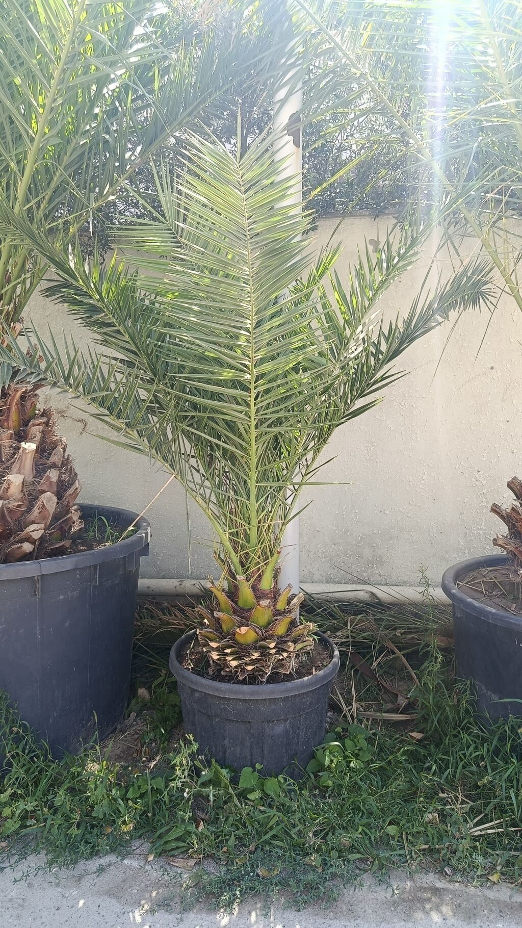 Xurma xurması (Phoenix dactylifera) – iri qara plastik dibçəkdə — Bitkilər, Digah
