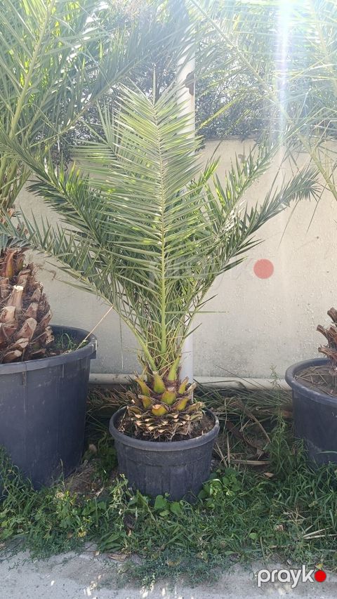 Xurma xurması (Phoenix dactylifera) – iri qara plastik dibçəkdə — Digah