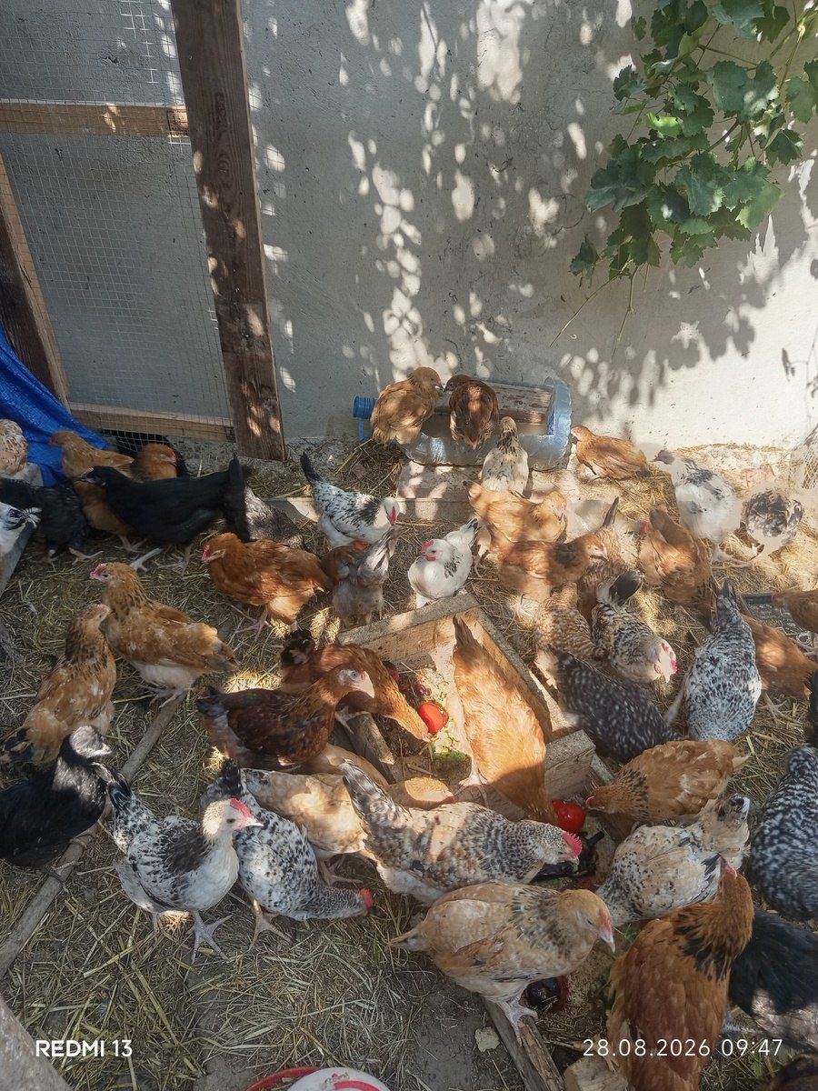Cücələr — Quşlar, Bakı (2)