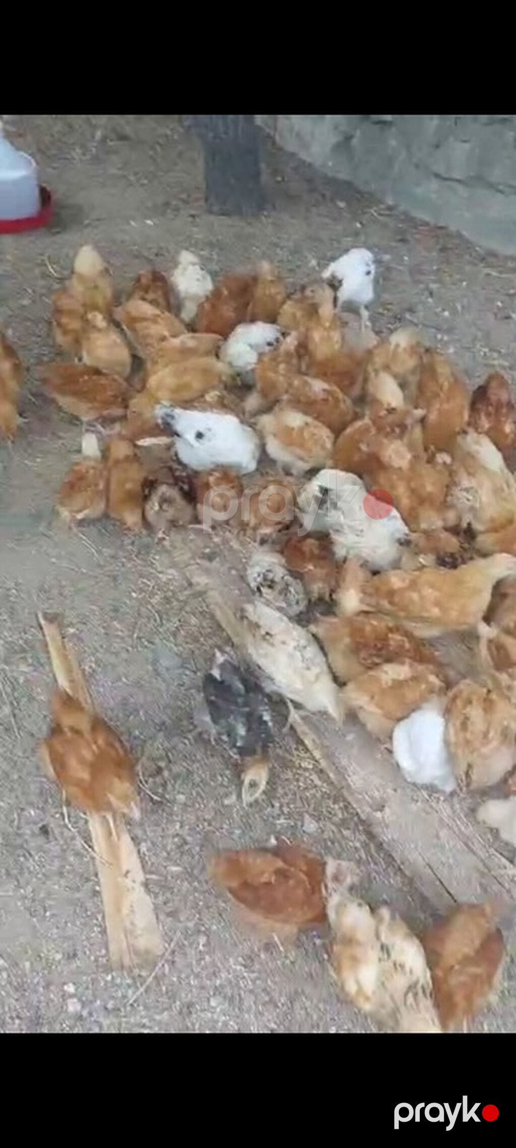Toyuq cücələri, Ətlik — Heyvanlar, Bakı (2)