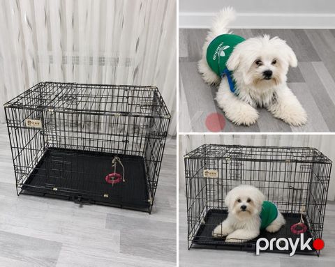 Mallputi Təsvir: maltipu erkək 3 aylıq böyüməyən it satılır — Mehdiabad