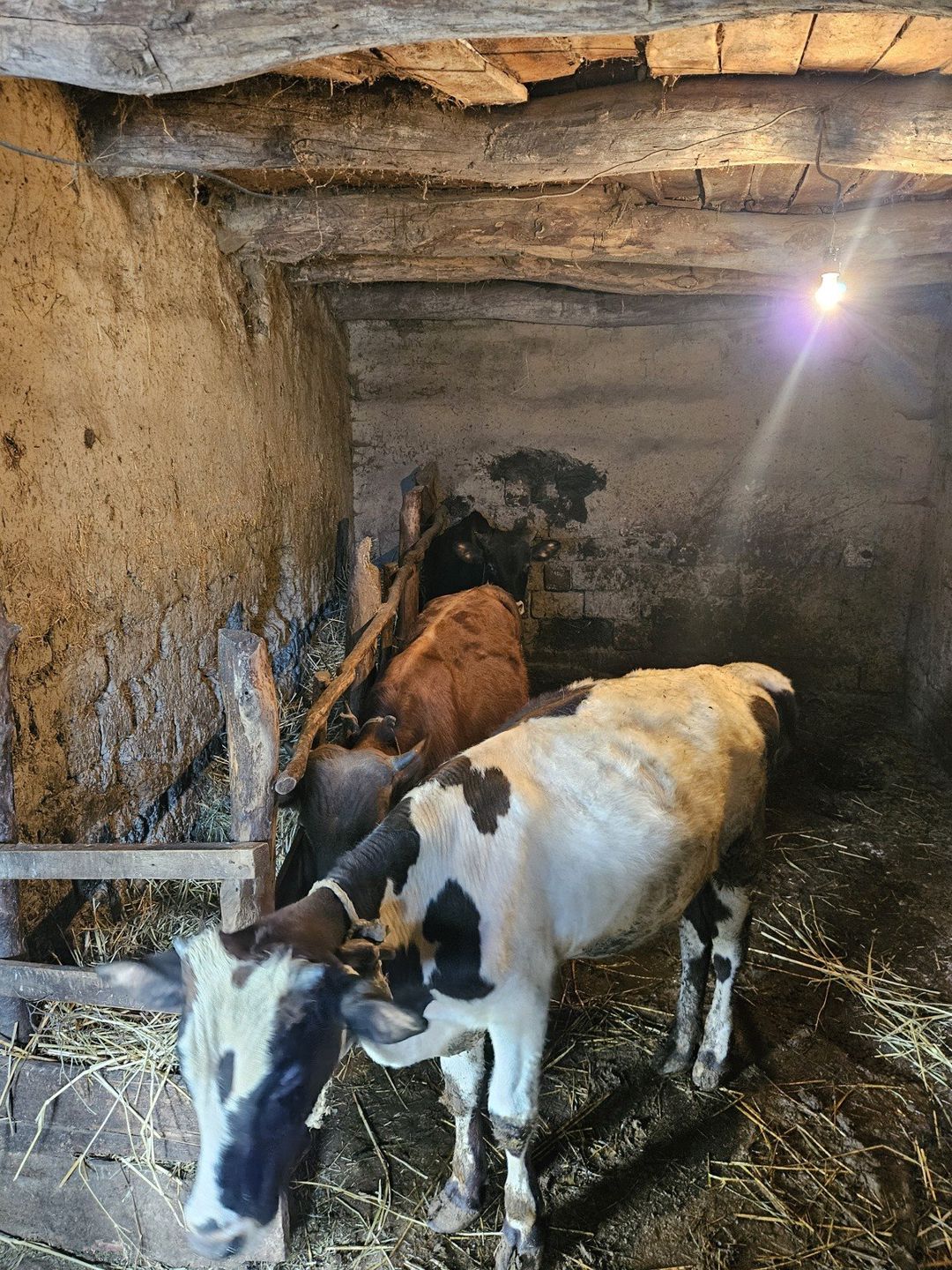 İnəklər — Heyvanlar, Qusar (4)