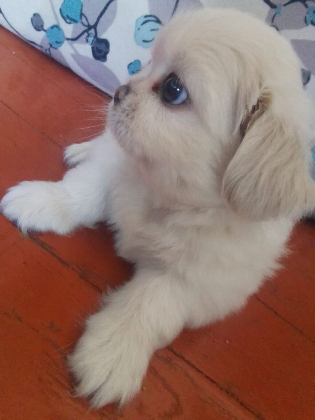 Pekines, 1 ay, Dişi, Peyvəndli — Heyvanlar, Bakı (4)