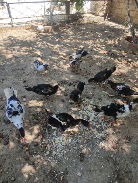 Tam sagllam Lal ordekler. 10 ededi. qiymet. hamsina. aiddi tek tek — Digah