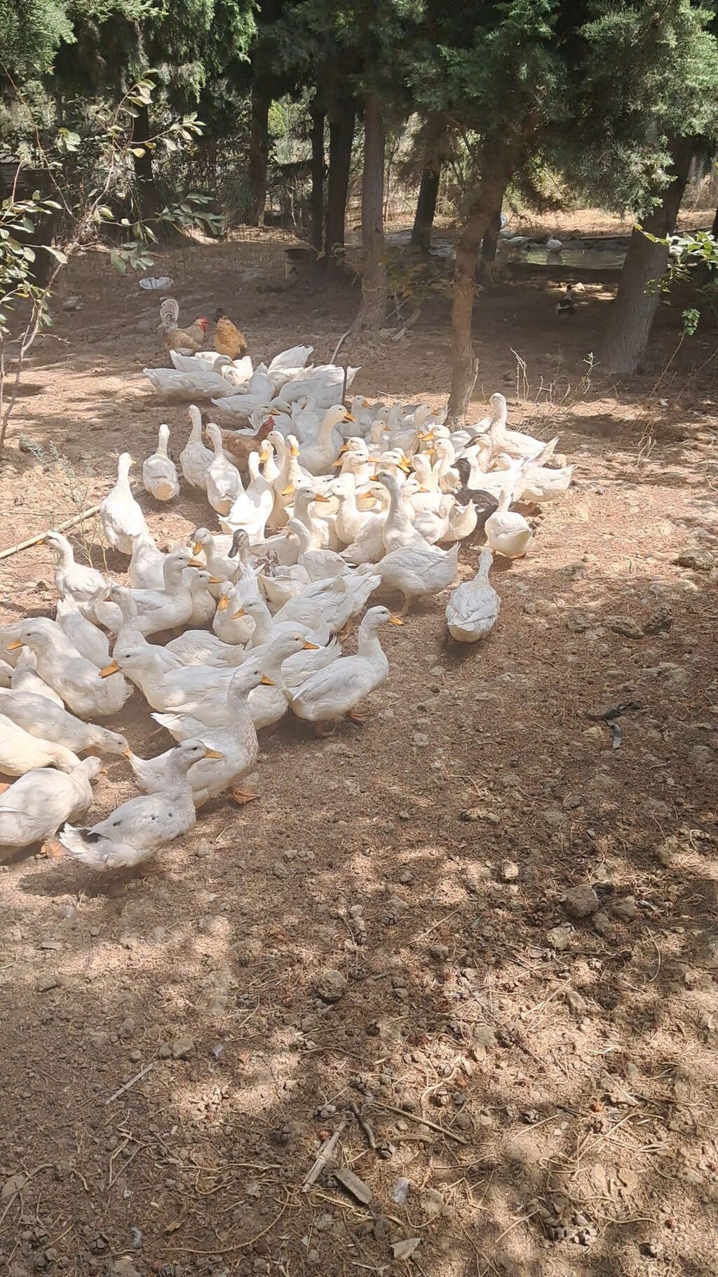 Pekin ördəkləri 4 ay yarimliq 120 eded topdan ve ya perakende satiş — Heyvanlar, Güzdək (4)