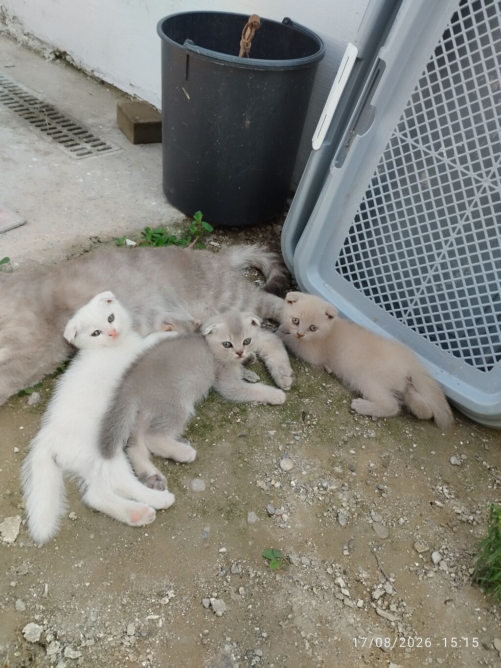 Şotland yastı qulaq — Pişiklər, Masazır (2)
