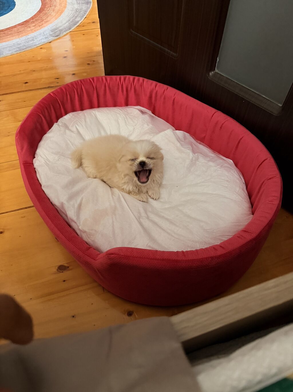 Pekines, 1 ay, Erkək — Heyvanlar, Qobu (7)