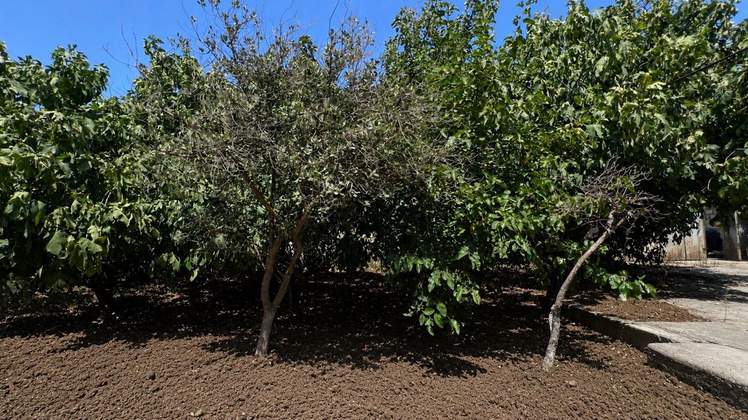 Satılır torpaq 4 sot — Torpaq, Bakı (2)