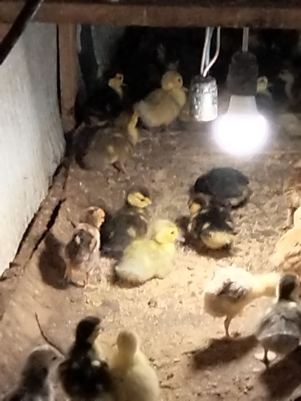 Məhsul: Ördək balaları (qarışıq rəngləi Çox gotrene endirim olunacag — Heyvanlar, Xırdalan (8)