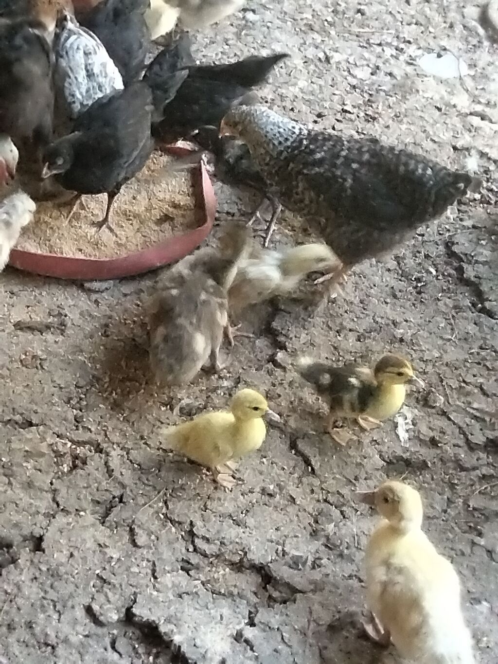 Məhsul: Ördək balaları (qarışıq rəngləi Çox gotrene endirim olunacag — Heyvanlar, Xırdalan (6)