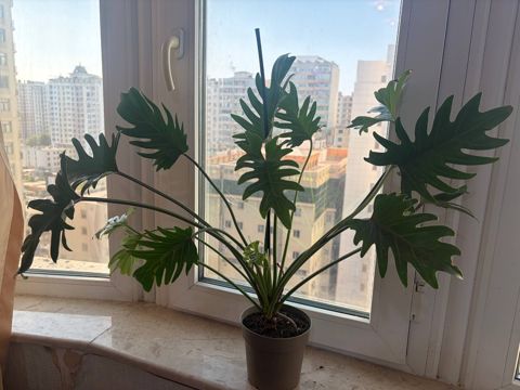 Philodendron Xanadu — Bakı