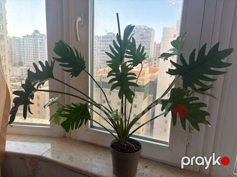Philodendron Xanadu — Bakı