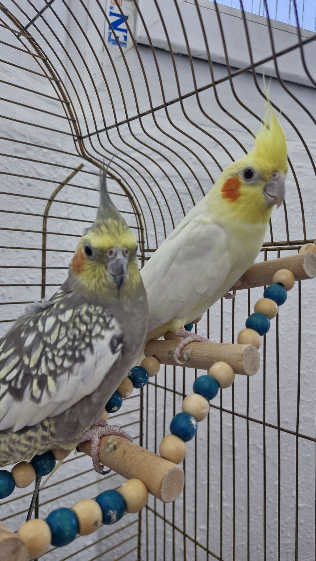 Nimfa (cockatiel) cütlüyü və qəfəs dəsti Məhsulun tərkibi: - 2 ədəd — Qəfəslər, Mehdiabad (4)